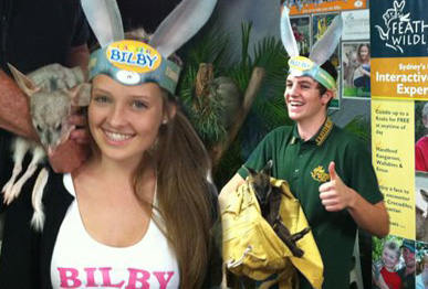 Eastter bilby Ears