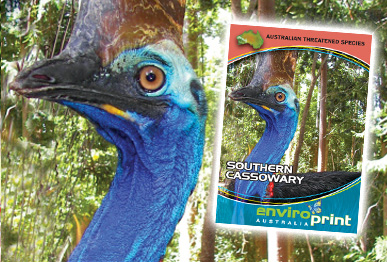 Cassowary Collector Card