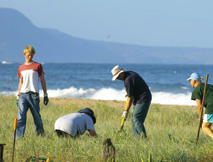 native plant regeneration - coast care