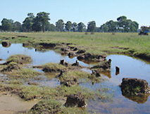 river recovery programs